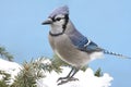 Blue Jay In Snow Royalty Free Stock Photo