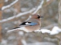 Blue jay on the snow branch