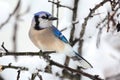 Blue Jay In Snow Royalty Free Stock Photo