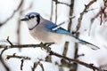 Blue Jay In Snow Royalty Free Stock Photo