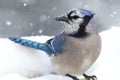 Blue Jay In Snow Royalty Free Stock Photo