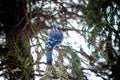 Blue Jay on Snow Covered Winter Tree Branches Royalty Free Stock Photo
