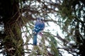 Blue Jay on Snow Covered Winter Tree Branches