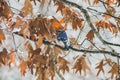 Blue Jay in the snow.(2) Royalty Free Stock Photo