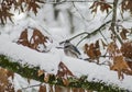 Blue Jay in the snow. Royalty Free Stock Photo