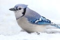 Blue Jay In Snow Royalty Free Stock Photo