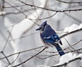 Blue Jay With Snowy Background Royalty Free Stock Photo