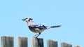 Blue Jay Song Bird on Fence with Blue Sky in Background Royalty Free Stock Photo