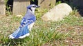 Blue Jay Song Bird with Tail Feathers Spread Out in the Grass with Rocks and Fence in the background Royalty Free Stock Photo