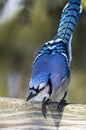 Blue Jay Standing on a Wooden Fence Royalty Free Stock Photo