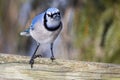 Blue Jay Standing on a Wooden Fence Royalty Free Stock Photo