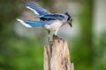 Blue Jay steadying himself Royalty Free Stock Photo