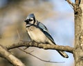 Blue Jay Stock Photo. Blue Jay close-up perched on a branch with a blur background in the forest environment and habitat Royalty Free Stock Photo