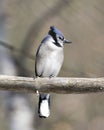 Blue Jay Stock Photos. Perched on a branch with a blur background in the forest environment and habitat looking to the right side Royalty Free Stock Photo