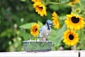 Blue Jay And Sunflowers
