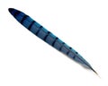 Blue Jay Tail Feather Royalty Free Stock Photo
