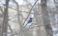 Blue Jay in tree Royalty Free Stock Photo