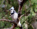 Blue Jay On Tree Branch Royalty Free Stock Photo