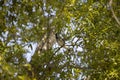 Blue Jay in a Tree Royalty Free Stock Photo