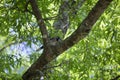 Blue Jay in a Tree Royalty Free Stock Photo