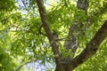 Blue Jay in a Tree Royalty Free Stock Photo