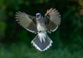 Blue jay in updraft Royalty Free Stock Photo