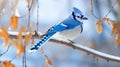 The blue jay is a vibrant bird with bright blue and and white feathers. It has a crest on its head