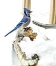 Blue Jay Visits For Peanuts