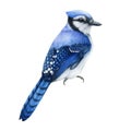 Blue jay watercolor illustration. Hand drawn realistic cyanocitta cristata. Wildlife forest avian. Blue jay common North