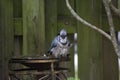 Blue Jay with Wet Feathers Perched on the Edge of a Birdbath