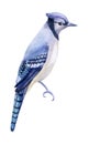 Blue jay on a white background.