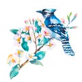Blue jay on a white background. Spring flowers.Watercolor.Vector.