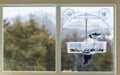 Blue Jay in window bird feeder Royalty Free Stock Photo