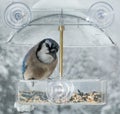 Blue Jay in window bird feeder Royalty Free Stock Photo