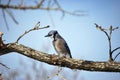 Blue Jay Winter Tree Branch Royalty Free Stock Photo