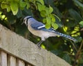 Blue jay on a wooden fence in Dallas, Texas. Royalty Free Stock Photo