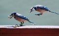 Blue Jays