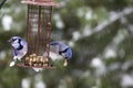 Blue Jays (Cyanocitta cristata) at Feeder