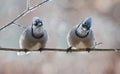 Blue jays resting