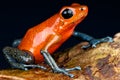 Blue jeans dart frog Royalty Free Stock Photo