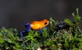 Blue jeans Dart Frog , Costa Ric Royalty Free Stock Photo