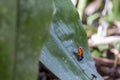 The blue jeans dart frog, Oophaga pumilio Costa Rica Royalty Free Stock Photo