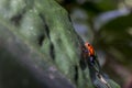 The blue jeans dart frog, Oophaga pumilio Costa Rica Royalty Free Stock Photo