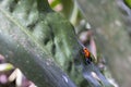 The blue jeans dart frog, Oophaga pumilio Costa Rica Royalty Free Stock Photo