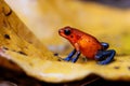 Blue-jeans Frog or Strawberry Poison-dart Frog Royalty Free Stock Photo