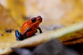 Blue-jeans Frog or Strawberry Poison-dart Frog Royalty Free Stock Photo