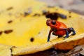 Blue-jeans Frog or Strawberry Poison-dart Frog Royalty Free Stock Photo