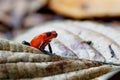 Blue-jeans Frog or Strawberry Poison-dart Frog Royalty Free Stock Photo