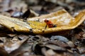 Blue-jeans Frog or Strawberry Poison-dart Frog Royalty Free Stock Photo