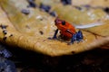 Blue-jeans Frog or Strawberry Poison-dart Frog Royalty Free Stock Photo